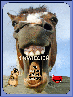Koń wystawia język 1 kwiecień